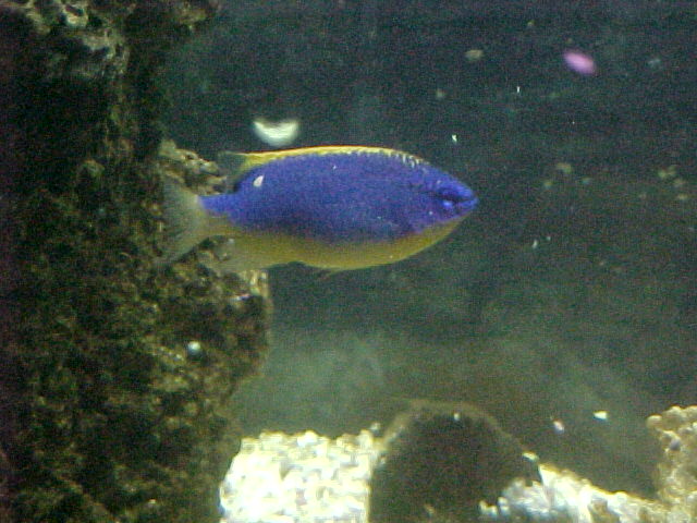This is a Southseas Devil Damselfish (2 inches).
He is a wimp
