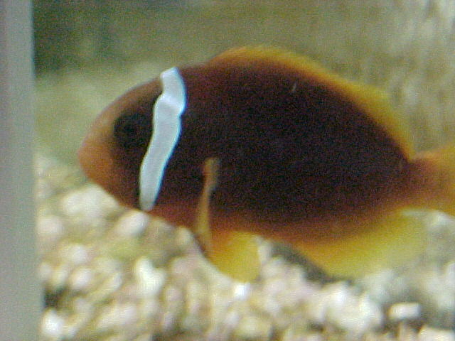 This is a Red & Black Anemonefish (2.5 inches).
He is passive aggressive