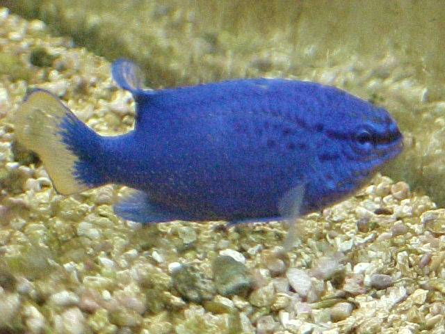 This is a Blue Damselfish (3 inches).
He is a mean little bugger