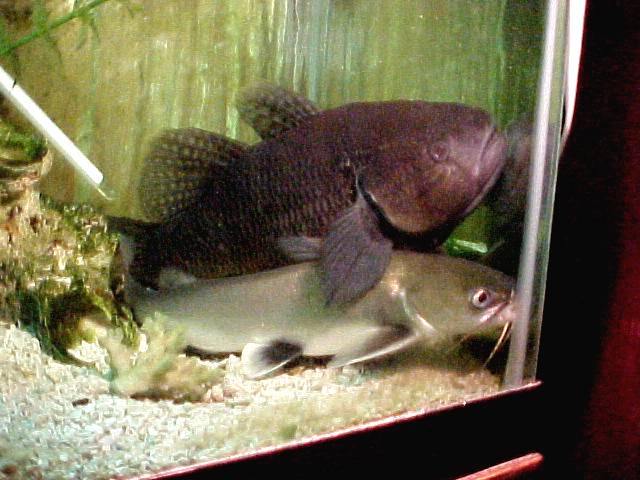 These are my biggest fish, each over a foot.
I have had them for over three years.
The one on top is a sleeper goby.
The one on the bottom is a silver tipped shark.